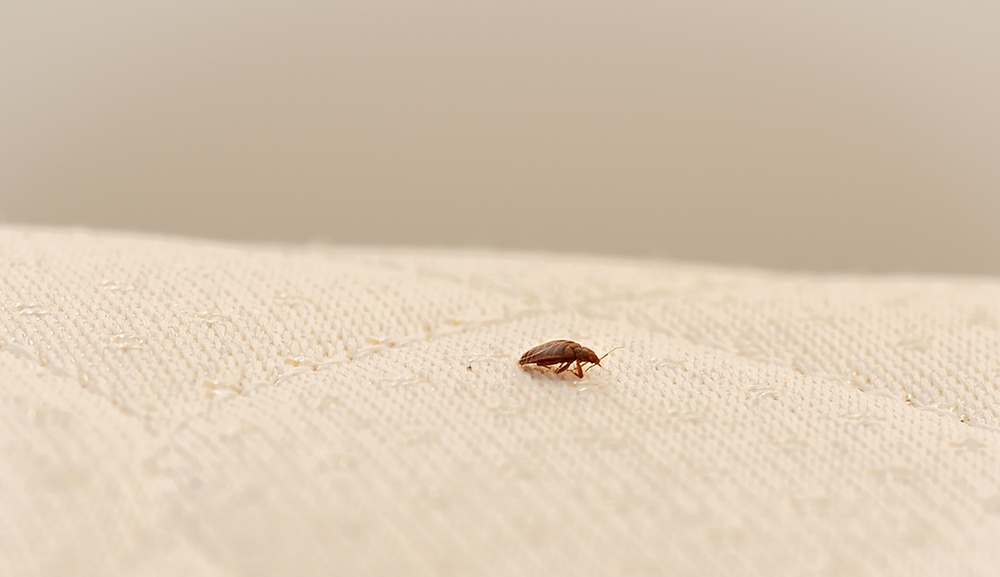 How Fast Do Bed Bugs Multiply: Key Insights for Homeowners