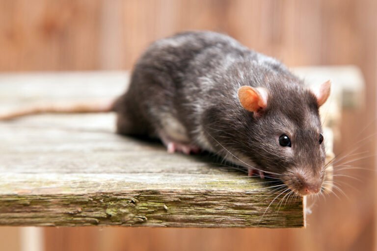 What Are Rodents? Key Facts Every Homeowner Should Know
