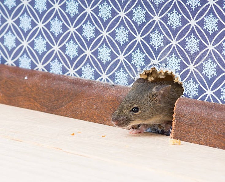 Rodent Prevention: How to Safeguard Your Home From Pests