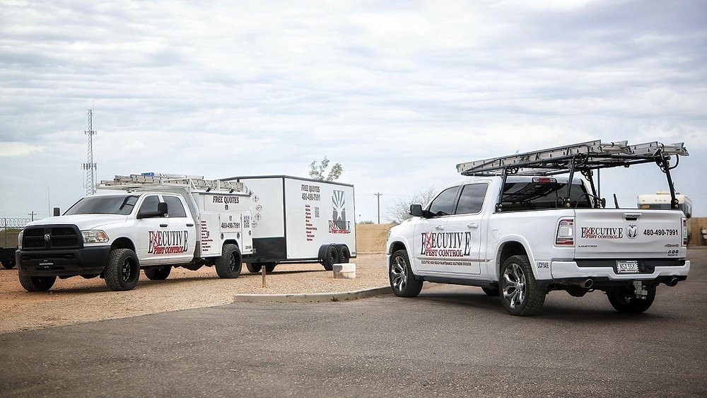 It’s July in Arizona… and the Bugs Are Out to Party 🐜☀️