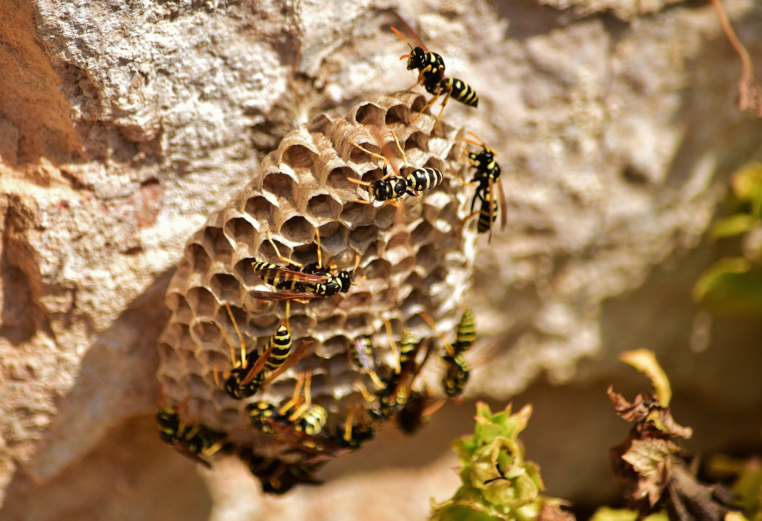 How Does Pest Control Get Rid of Wasps