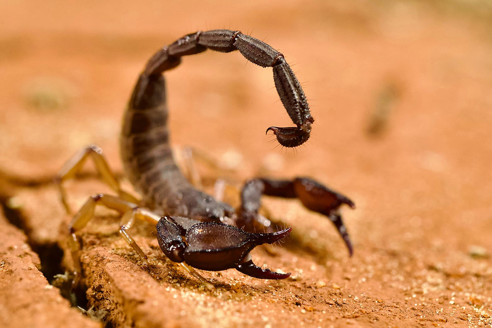 Tips for Catching a Scorpion Inside Your Home
