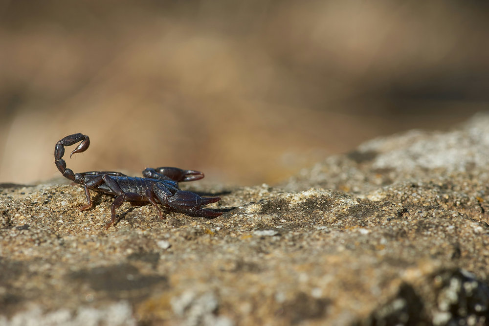 Prevent Scorpions From Getting Into Your House