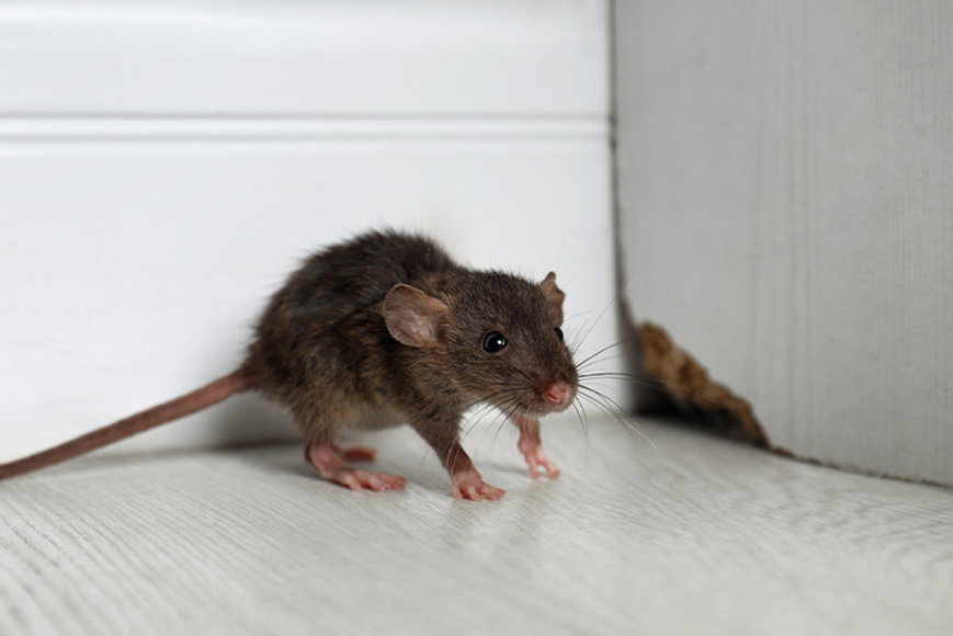 How to Spot and Stop a Rodent Infestation Before It Gets Worse