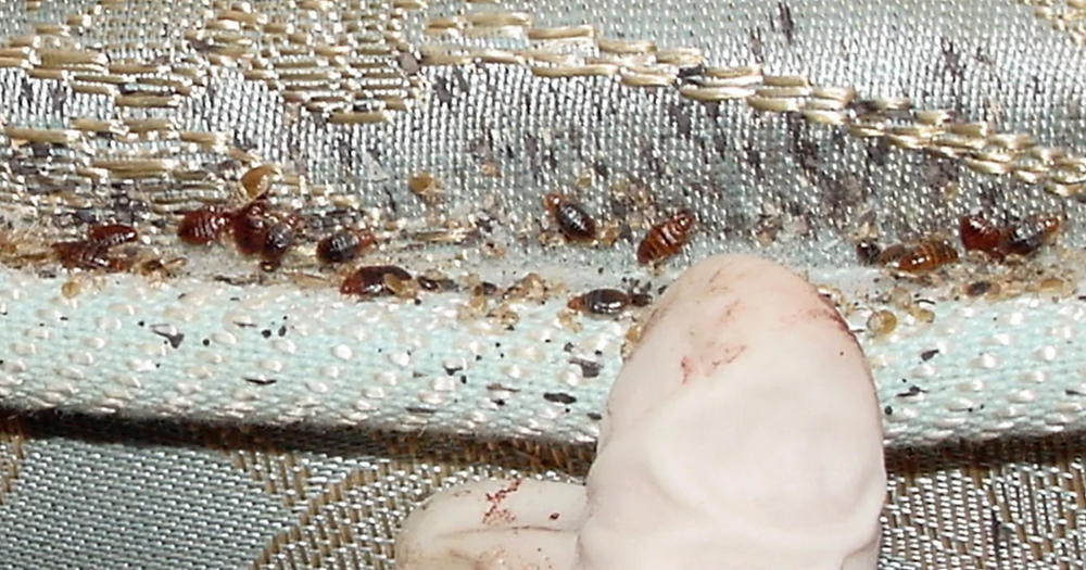 How Common Are Bed Bugs: What Makes These Pests So Persistent