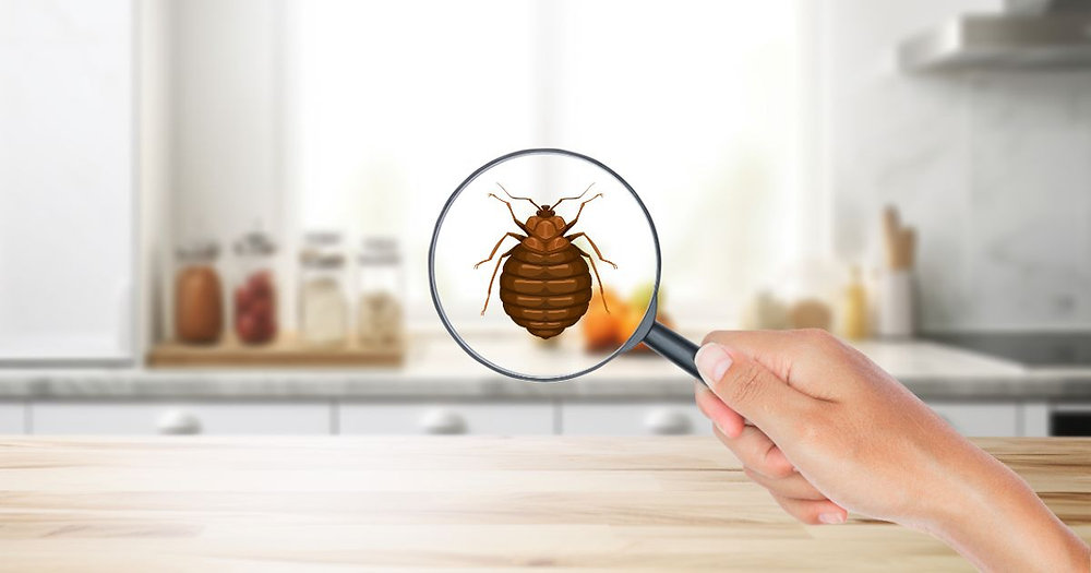 What Causes Bed Bugs: Common Triggers and Prevention Tips