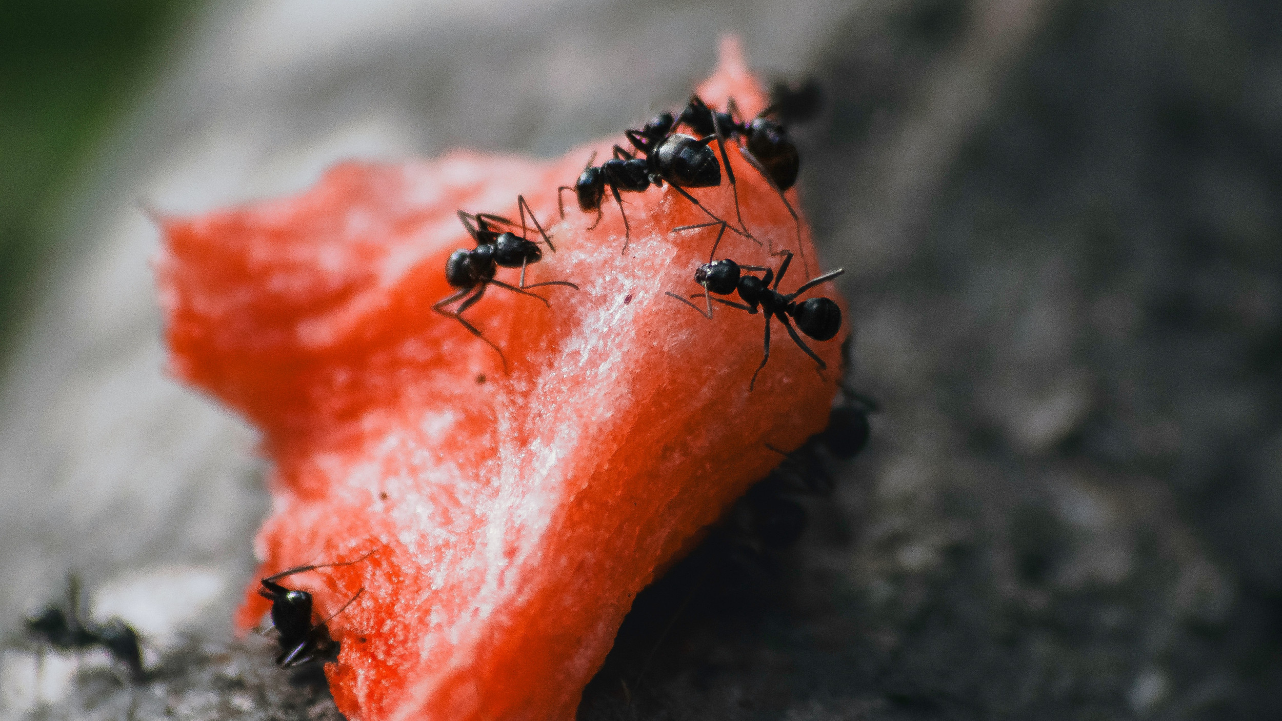 What is the Most Common Household Pest in Homes Today