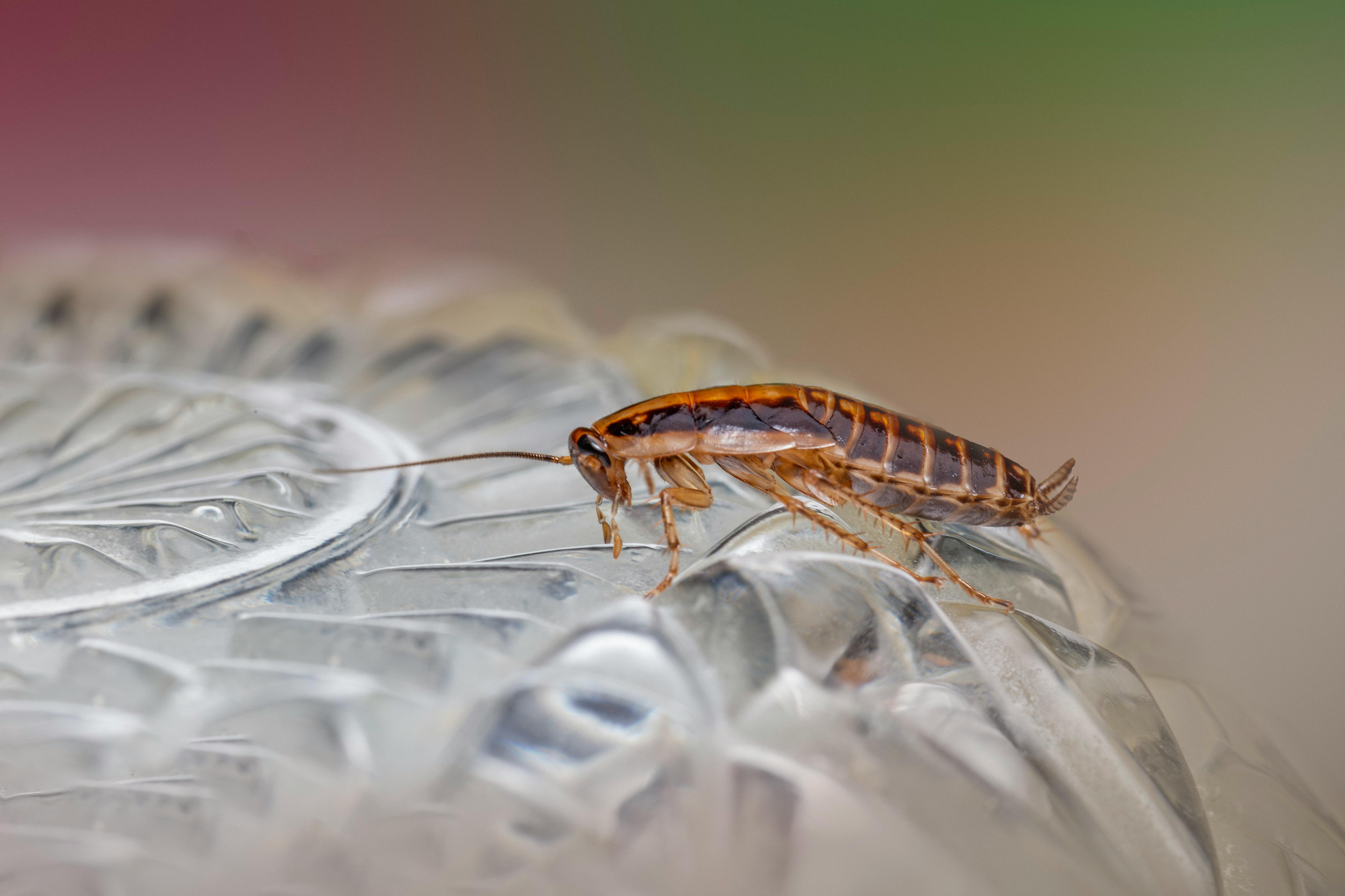 What Warning Signs Show Pest Infestation