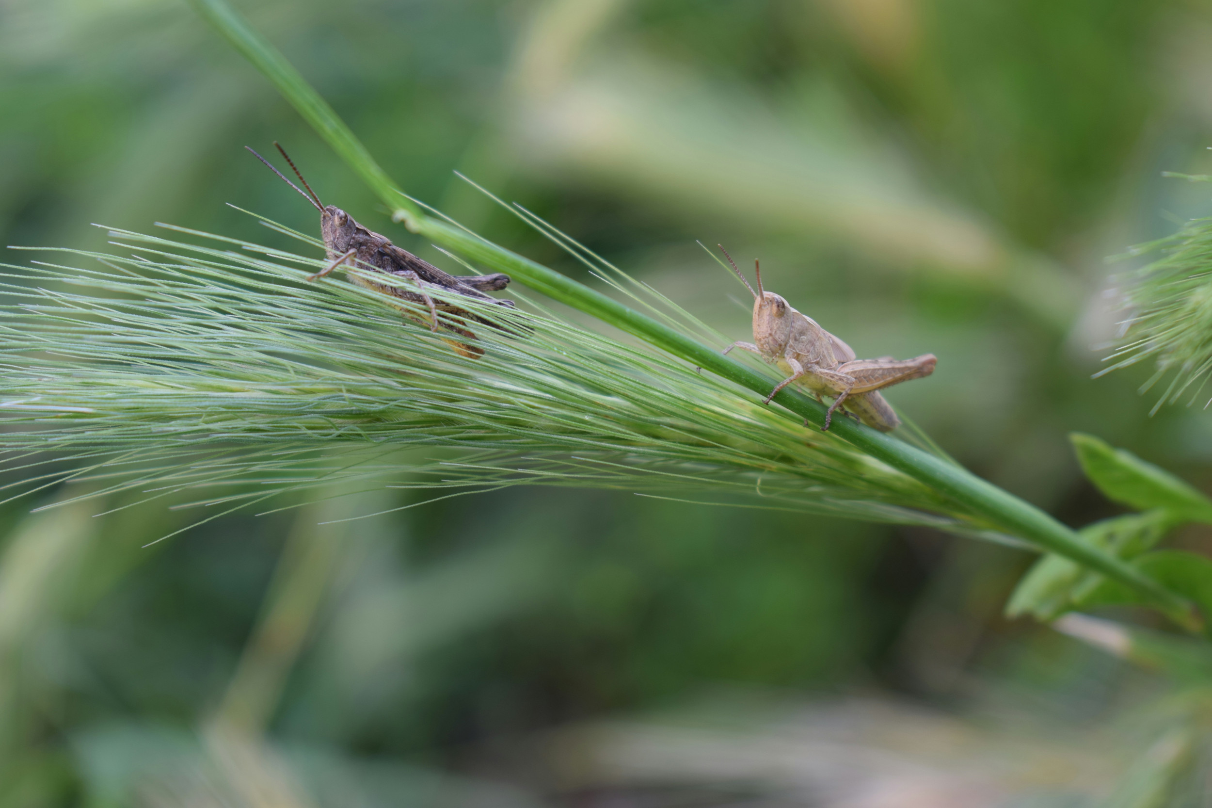 What Are the Damages Caused by Pests and How to Prevent Them