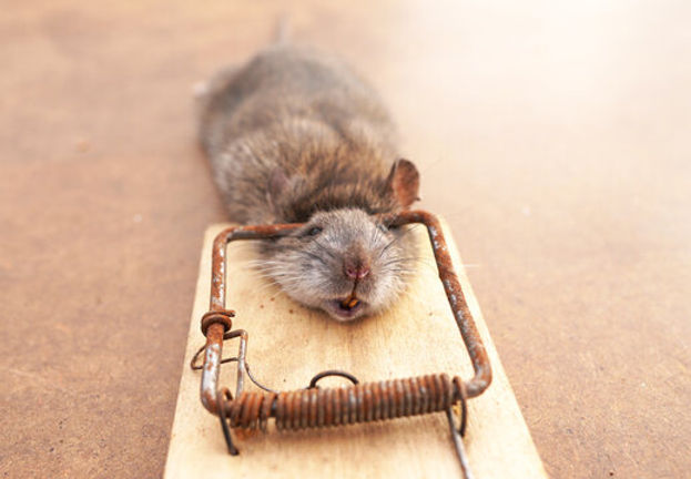 Rodent Control Cost: Affordable Solutions for Your Home