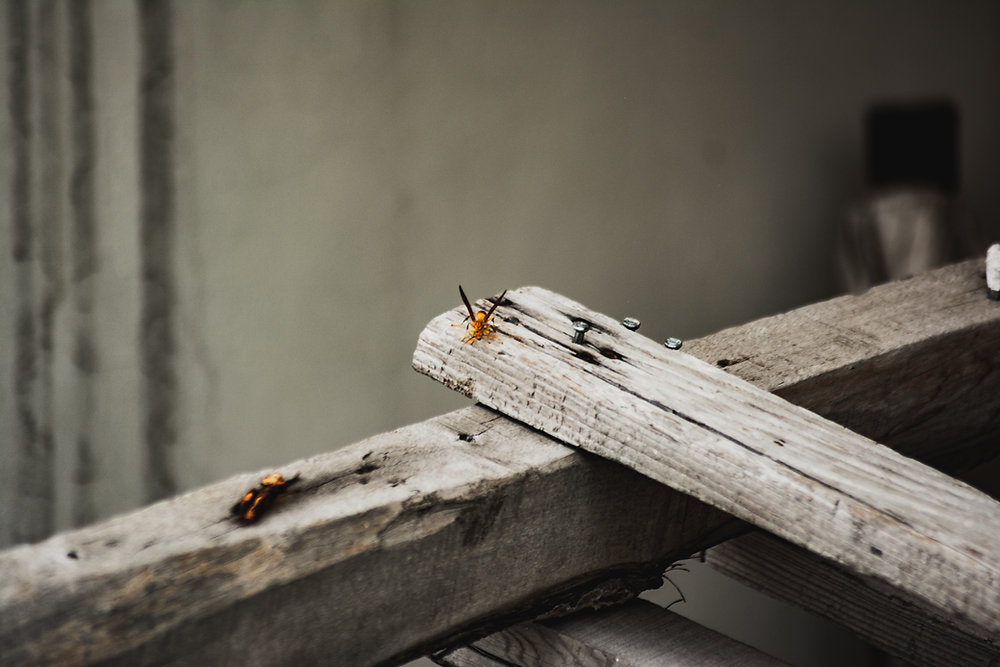 Coolidge Home Termite Prevention