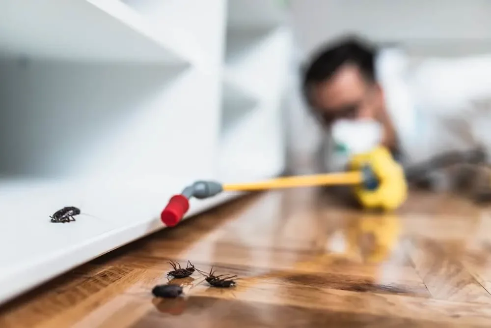 Understanding How Often Pest Control Should Be Done