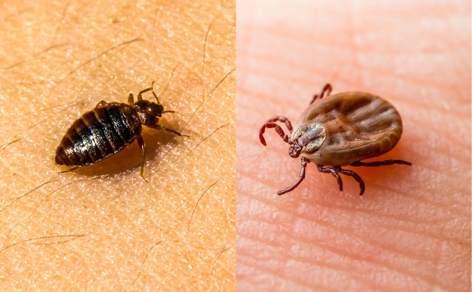 Difference Between Ticks and Bed Bugs