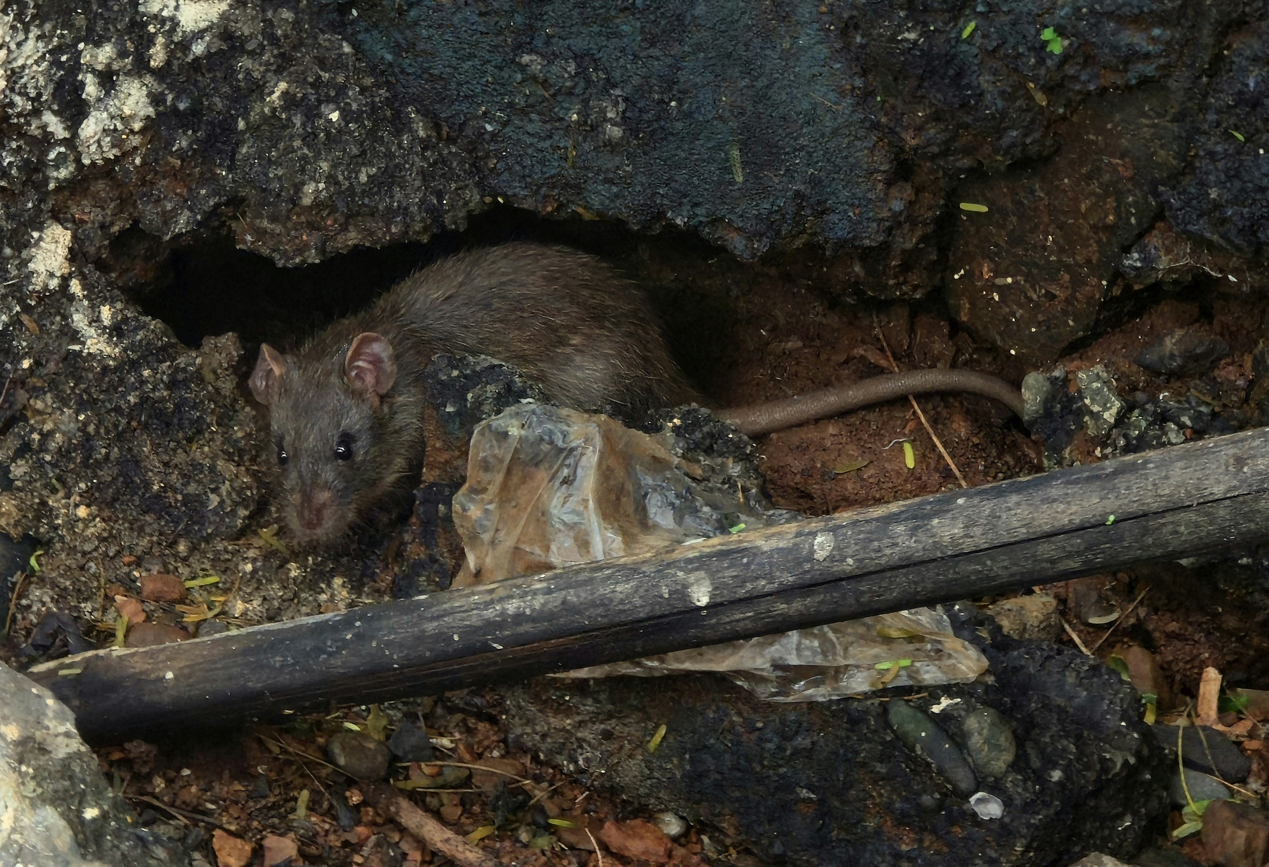 Health Risks Associated With Pest Problems in Your Home