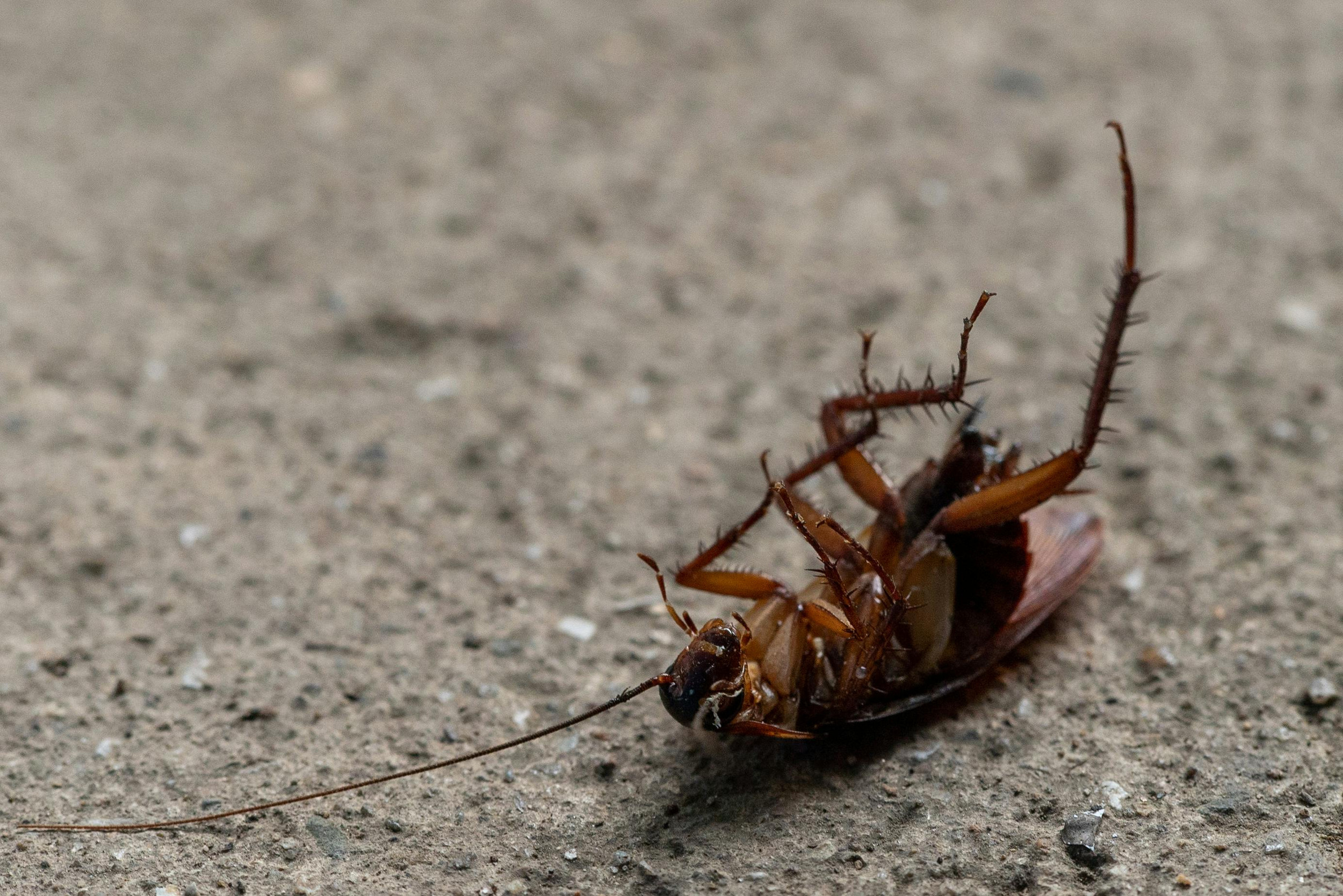 How Professionals Remove Roaches Through Pest Control