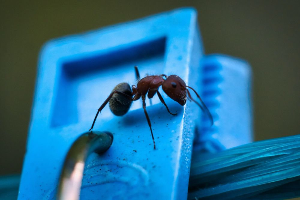 Common Entry Points Pests Use