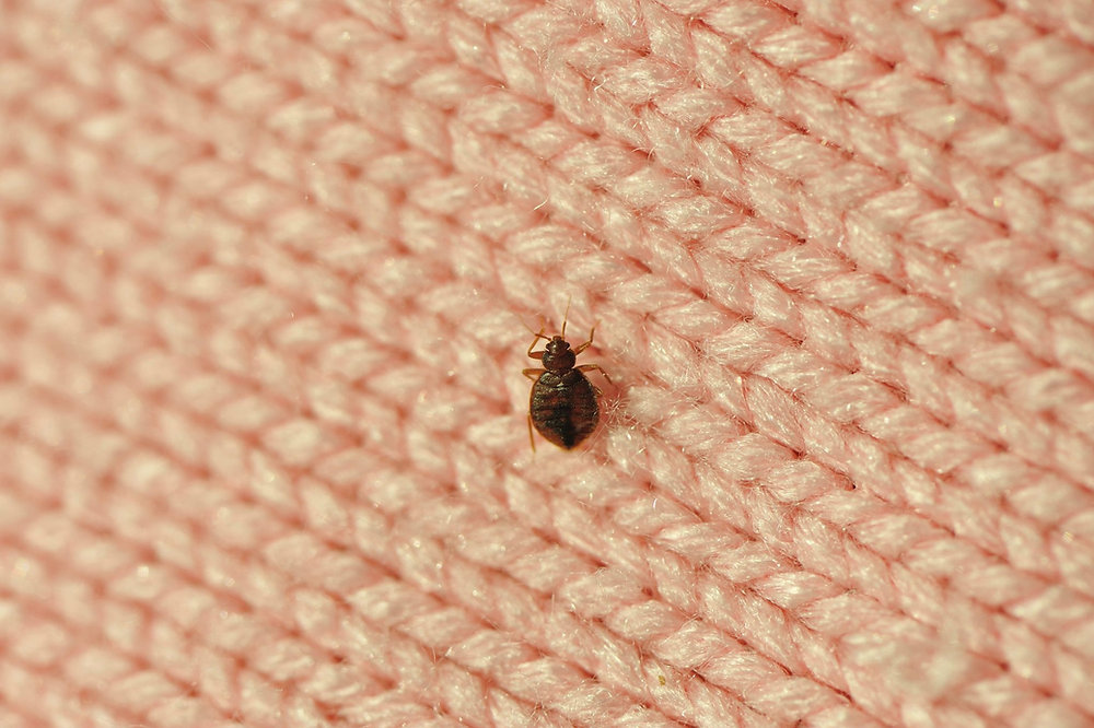 How Contagious Are Bed Bugs