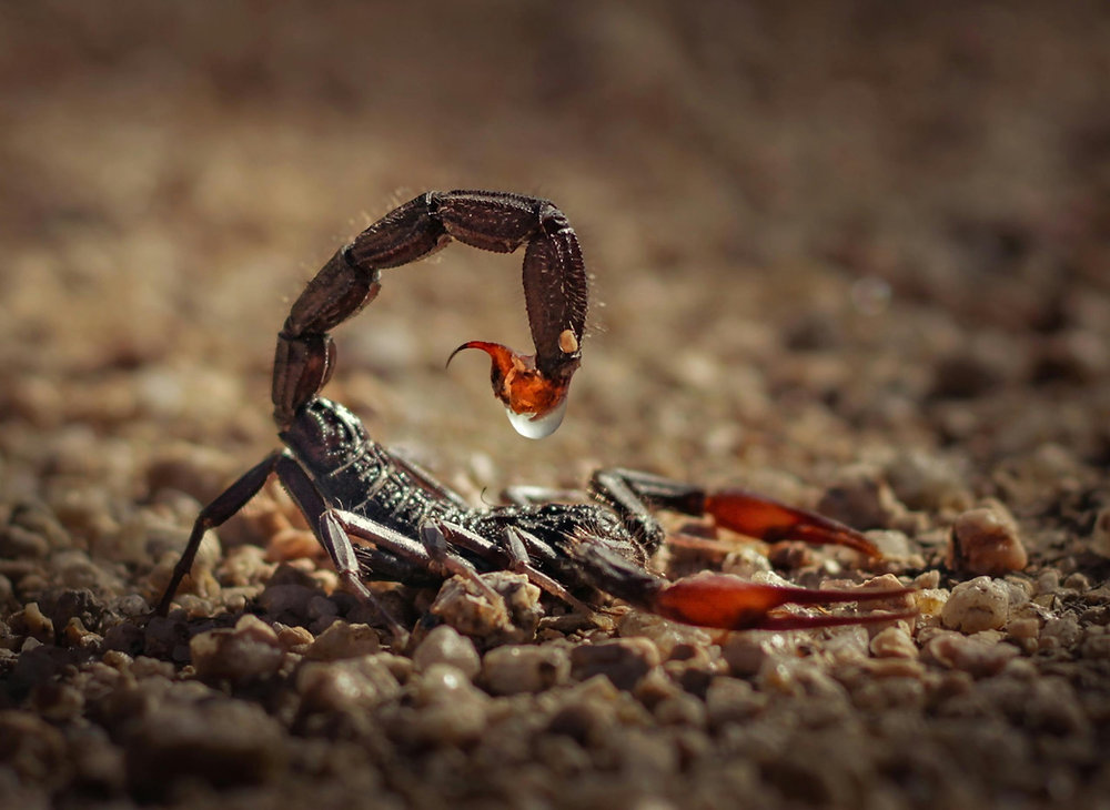 How to Effectively Treat a Scorpion Sting