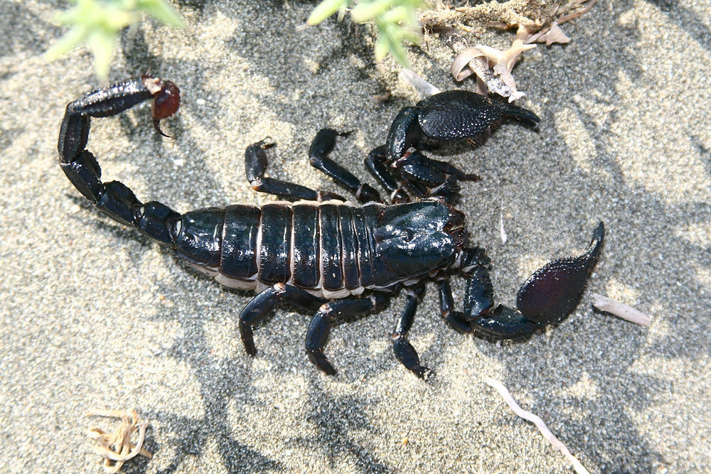 Understanding Scorpion Stings