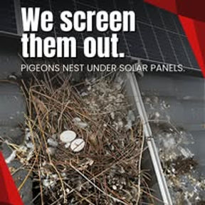 💩 The Gross Truth About Pigeon Droppings on Your Roof (and Why You Shouldn’t Ignore It)