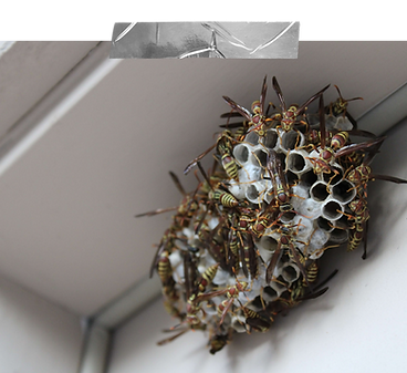Bees & wasps removal