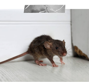 Rodent control