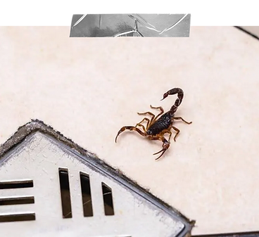 Scorpion exclusions