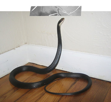 Snake exclusions
