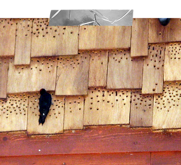 Woodpecker control