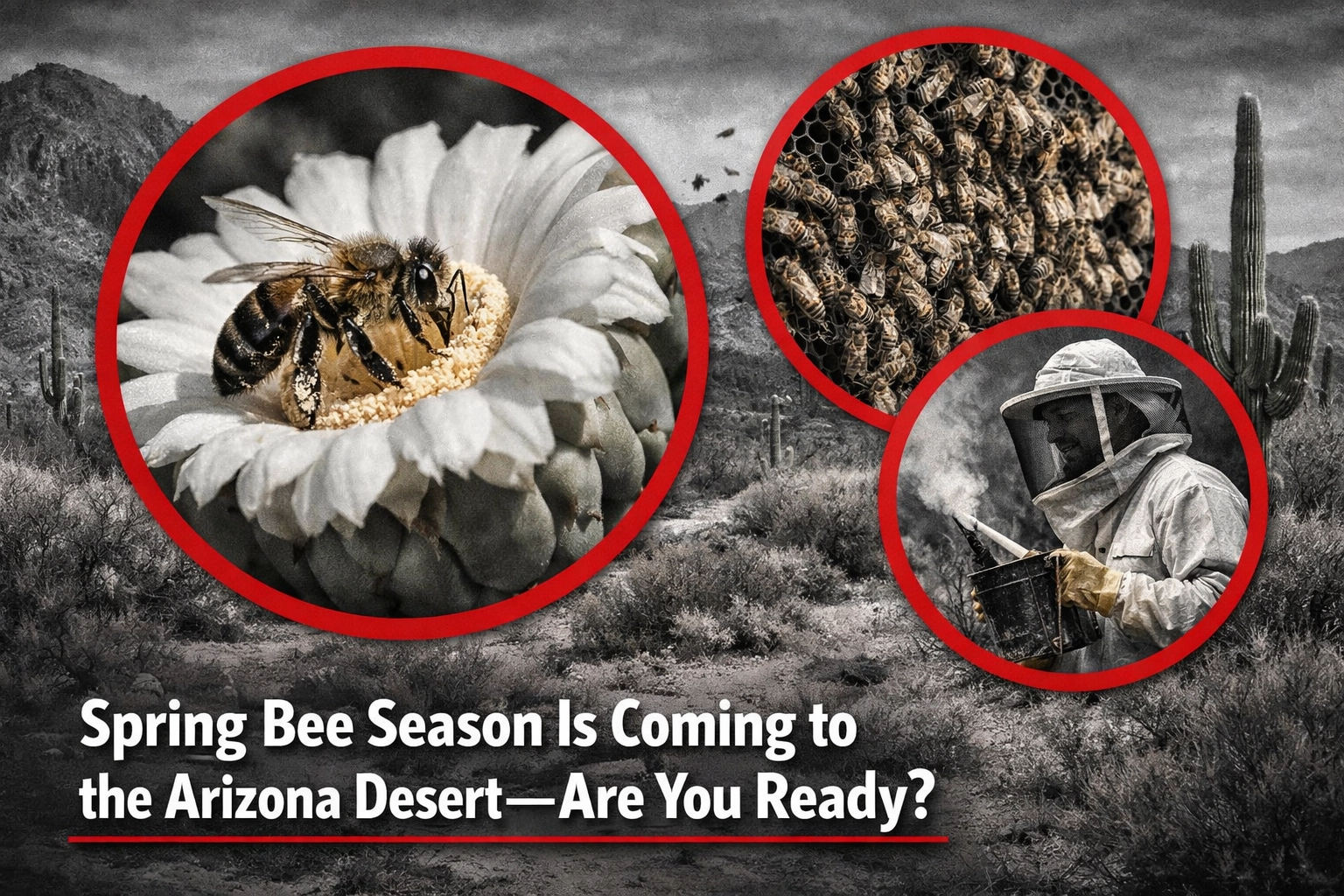 Spring Bee Season Is Coming to the Arizona Desert: Are You Ready?