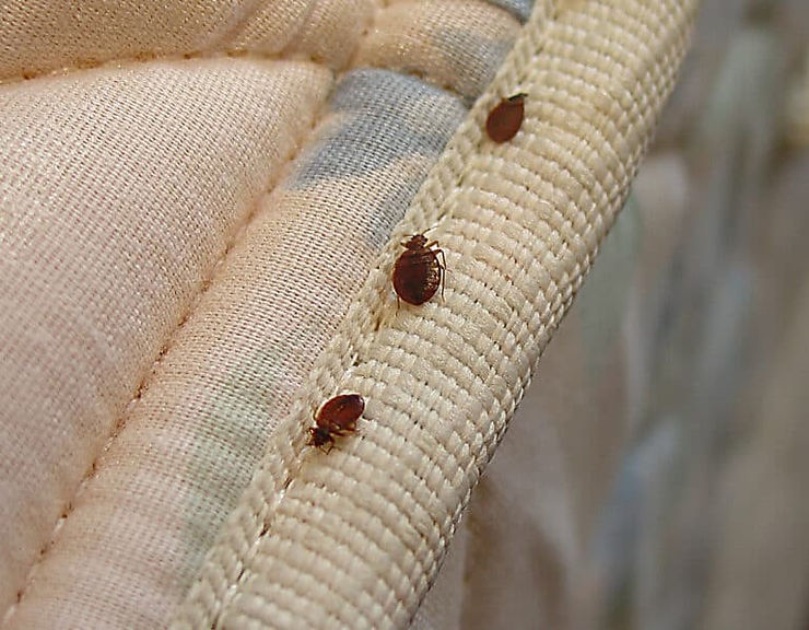 Bee and Wasp Removal