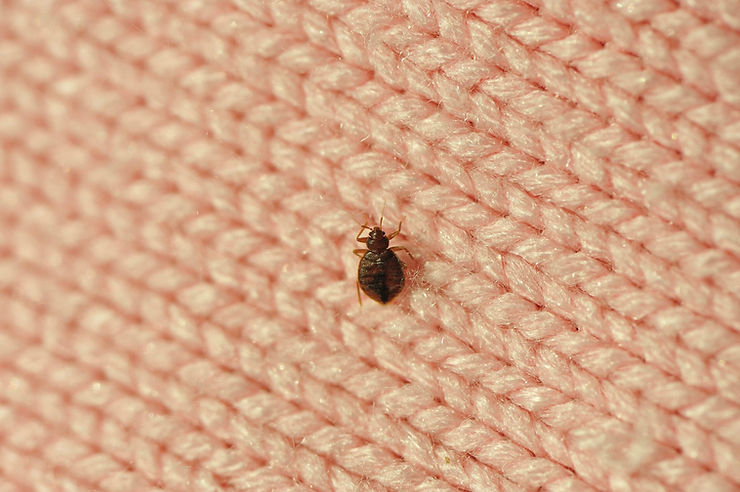 Bug Control